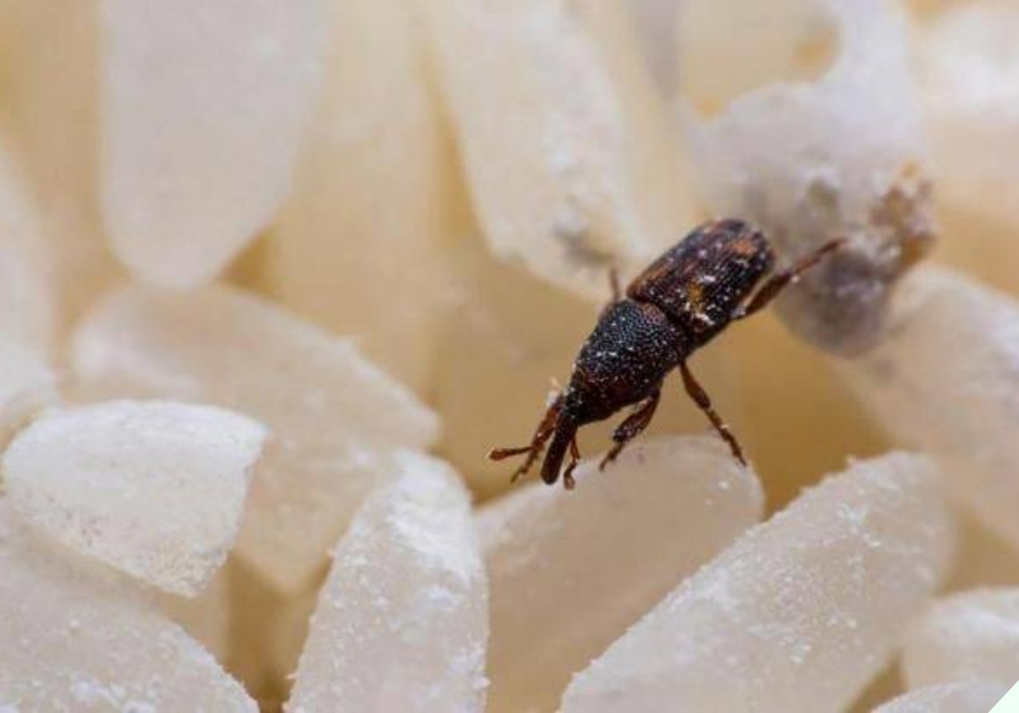 Bỏ thứ này vào thùng gạo 10 phút sau thấy điều thần kỳ, tiếc là giờ tôi mới biết - 2