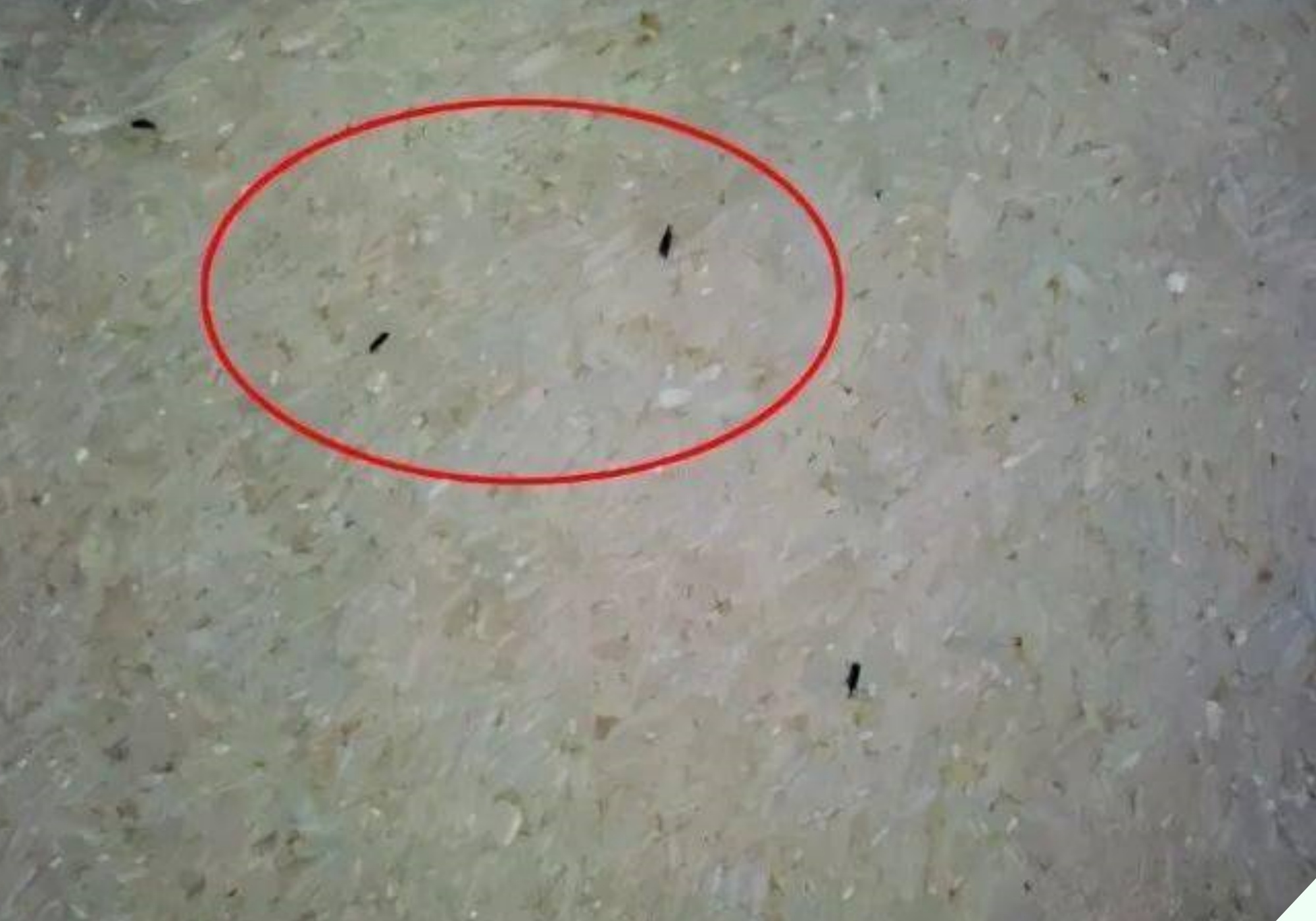 Bỏ thứ này vào thùng gạo 10 phút sau thấy điều thần kỳ, tiếc là giờ tôi mới biết - 3