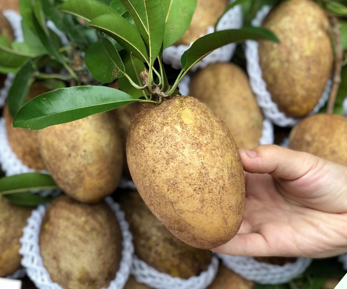 Hồng xiêm đang chín rộ, khi mua cứ nhớ mẹo này lướt qua biết ngay quả nào chín ngọt tự nhiên quả nào ngâm hóa chất - 3