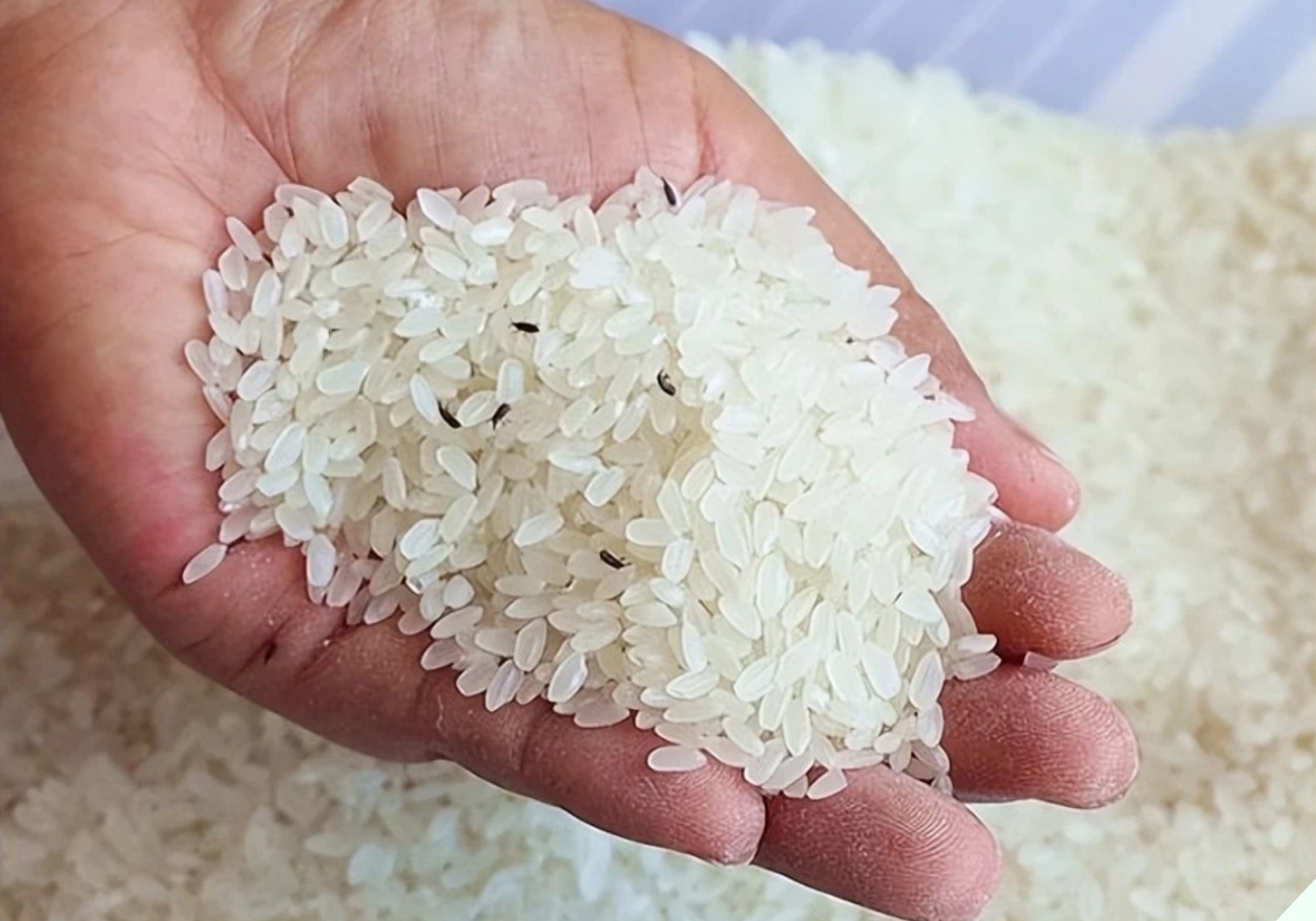 Bỏ thứ này vào thùng gạo 10 phút sau thấy điều thần kỳ, tiếc là giờ tôi mới biết - 7