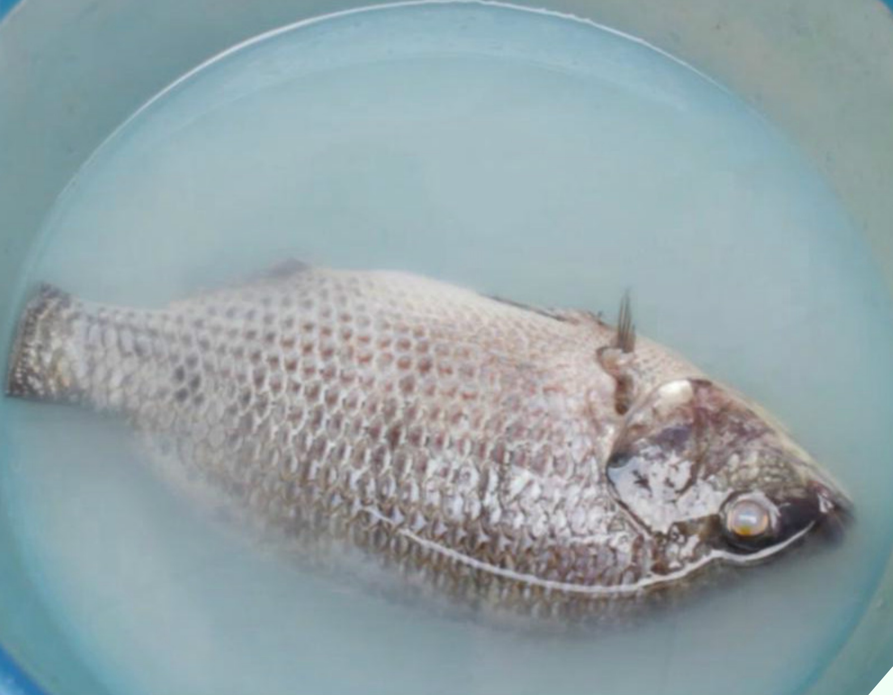 Ngâm cá trong nước này 2 phút rồi mới đem hấp sẽ thấy công dụng tuyệt vời, ai biết cũng vội học theo - 2