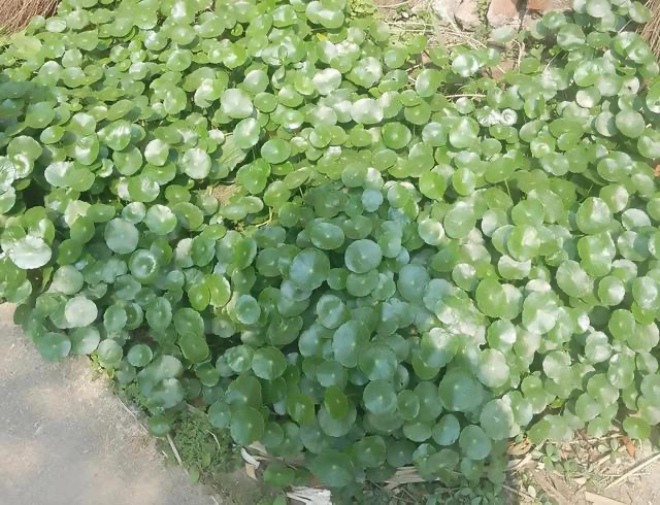 Dọn 3 loại hoa này ra &#34;tắm mưa&#34; xuân, 1 tháng sau đua nở, cành vươn dài cả mét - 3