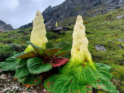 Ẩm thực - Giống bắp cải kỳ lạ ở Tây Tạng, cao vài mét, thấy cũng không được hái