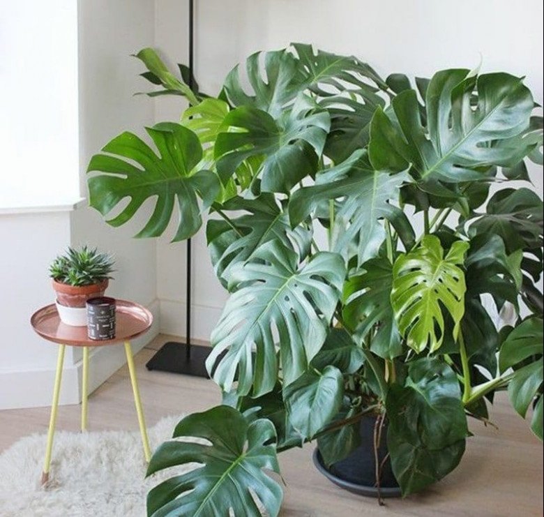 4 loại cây “phố thị” nhà nào cũng nên trồng, vừa trấn trạch vừa gọi tài lộc, mấu chốt là rất dễ chăm sóc - 3