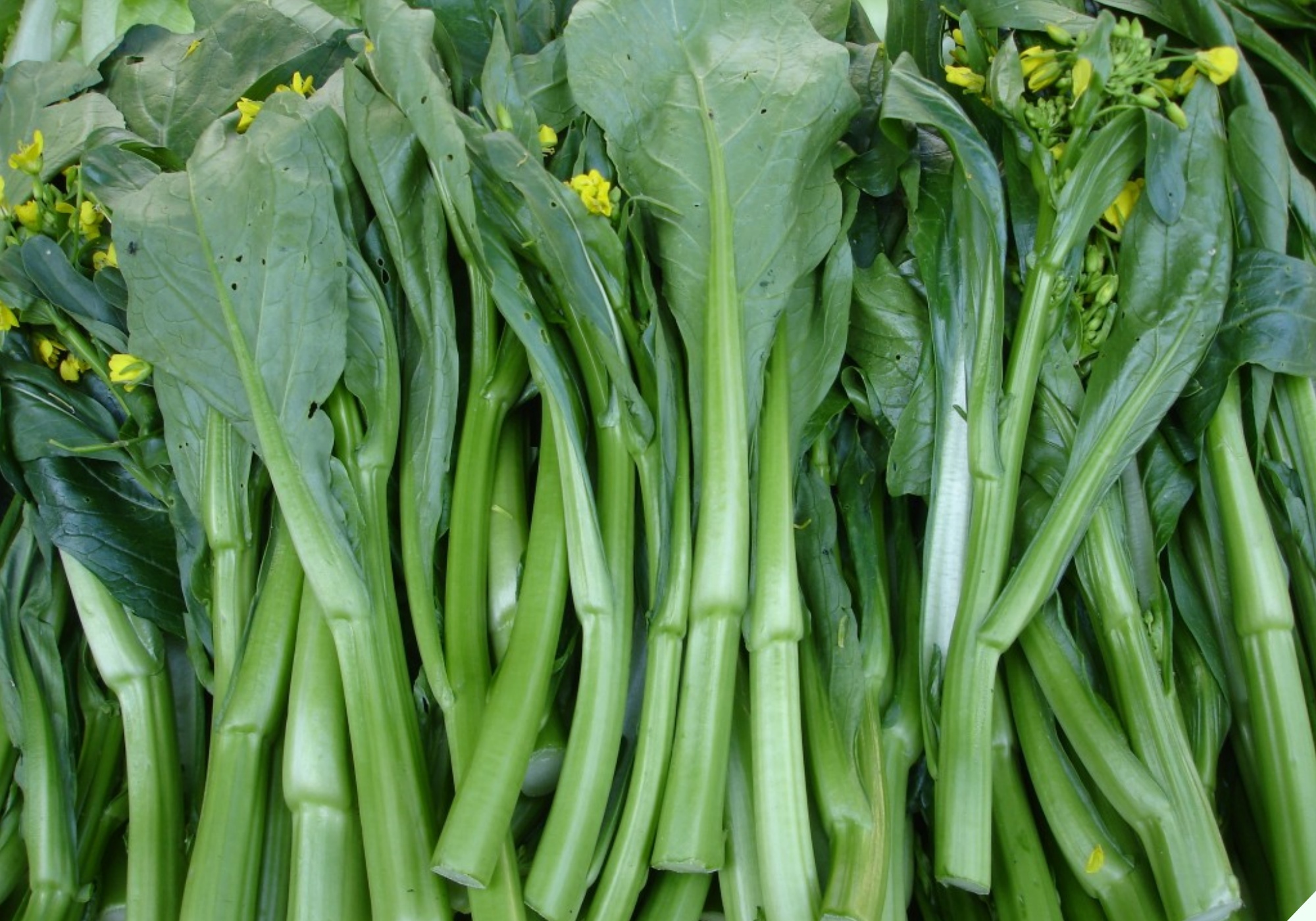 Loại rau rẻ tiền lại rất ngon đang vào cuối vụ, có lượng canxi gấp 5 lần cá - 1