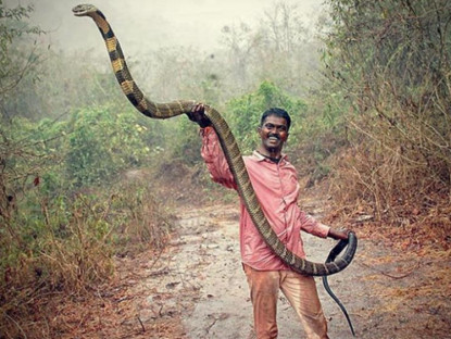 Thế giới - Đằng sau việc 58.000 người chết vì bị rắn cắn mỗi năm ở Ấn Độ