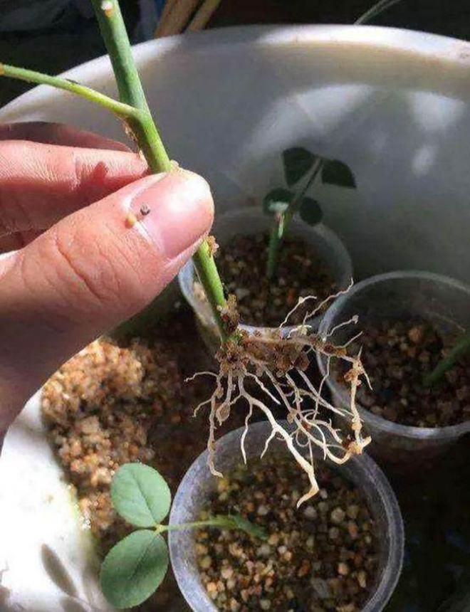 3 loại hoa chỉ cần cắt cành cắm xuống đất, 1 tuần sau bén rễ trắng muốt, lớn thành cây mới - 3