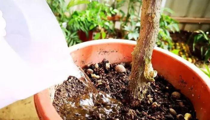 Hoa giấy chưa ra nụ, hãy làm ngay việc này, số lượng hoa tăng gấp đôi năm ngoái - 4
