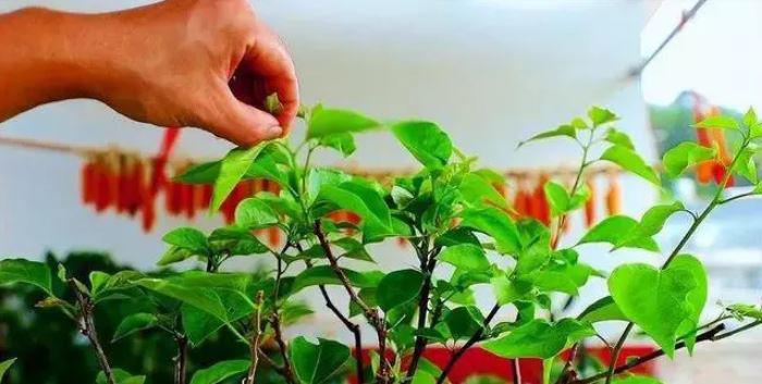 Hoa giấy chưa ra nụ, hãy làm ngay việc này, số lượng hoa tăng gấp đôi năm ngoái - 3