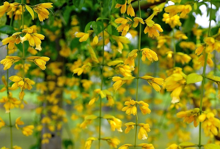 Loài hoa “tài lộc phú quý” này giá chỉ 100.000 đồng/cây, mua về trồng được ngắm hoa đẹp quanh năm - 1