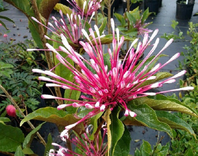 Loại cây cảnh xòe như pháo hoa giá chỉ 90.000 đồng/cây, trồng 1 chậu trong nhà thêm phúc thêm lộc - 2