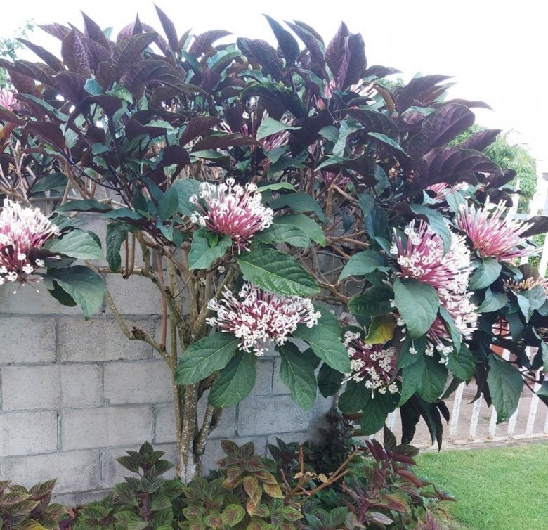 Loại cây cảnh xòe như pháo hoa giá chỉ 90.000 đồng/cây, trồng 1 chậu trong nhà thêm phúc thêm lộc - 4