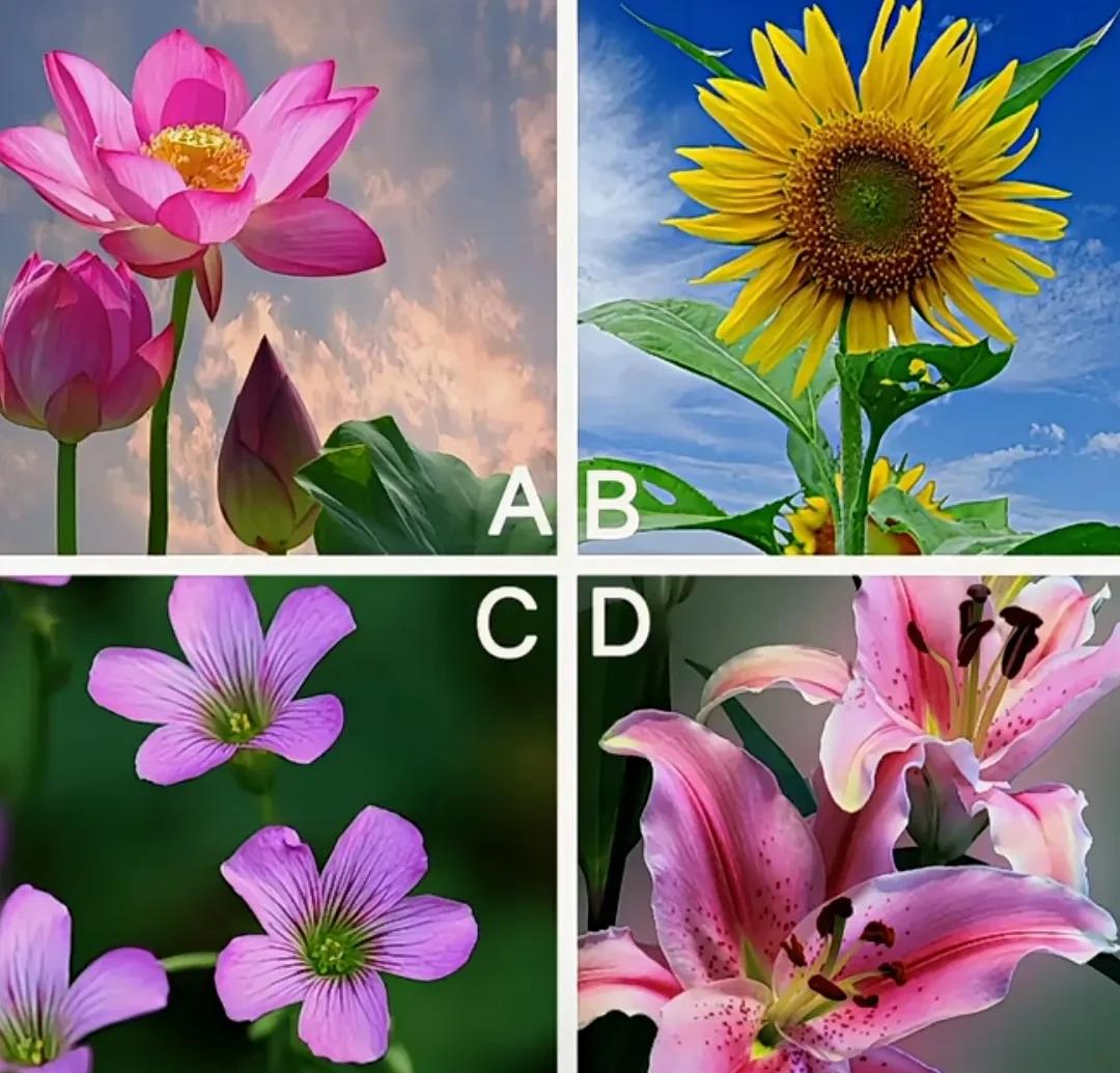 Trắc nghiệm tâm lý: Loài hoa yêu thích tiết lộ gì về con người bạn? - 1