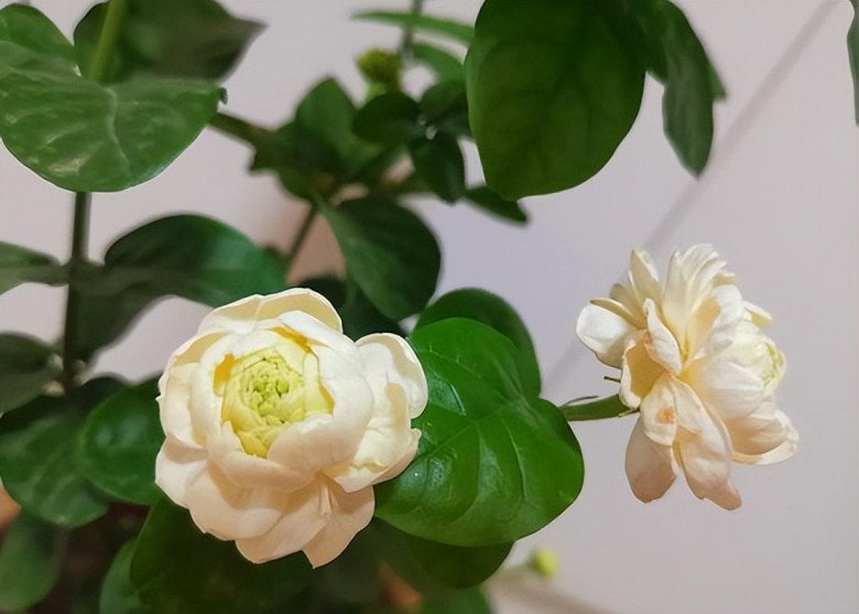 Hoa nhài vừa đẹp vừa thơm nhưng tại sao nhiều người không muốn trồng? Đây là lý do - 4