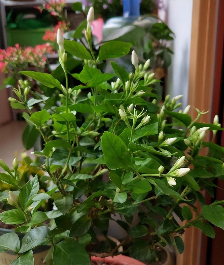 Hoa nhài vừa đẹp vừa thơm nhưng tại sao nhiều người không muốn trồng? Đây là lý do - 7