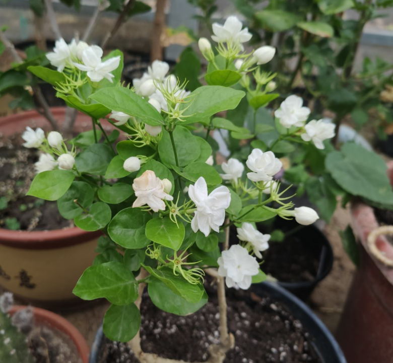 Hoa nhài vừa đẹp vừa thơm nhưng tại sao nhiều người không muốn trồng? Đây là lý do - 2