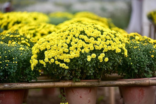Chọn cúc mâm xôi trang trí nhà đón Tết, ghi nhớ 2 lưu ý này để cả năm gặp may - 2