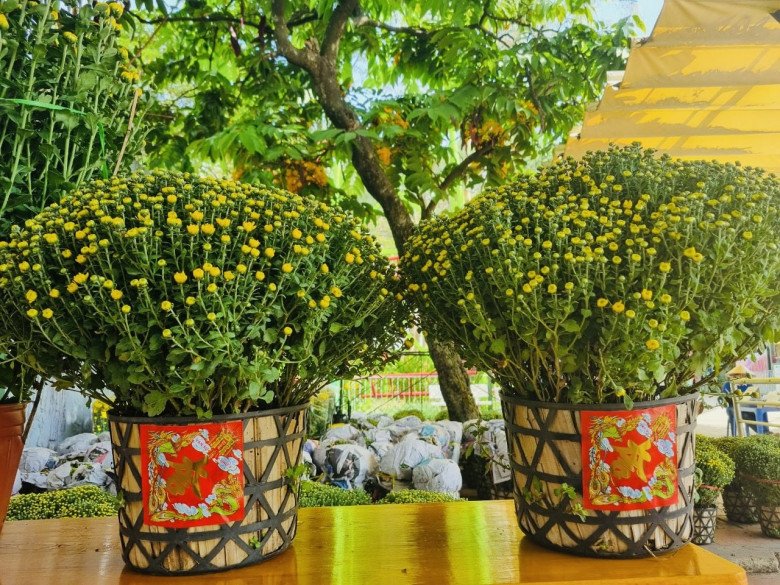Chọn cúc mâm xôi trang trí nhà đón Tết, ghi nhớ 2 lưu ý này để cả năm gặp may - 3