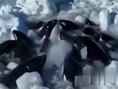 Thế giới - Video: Đàn cá voi sát thủ khổ sở giữa lớp băng dày ở Nhật Bản