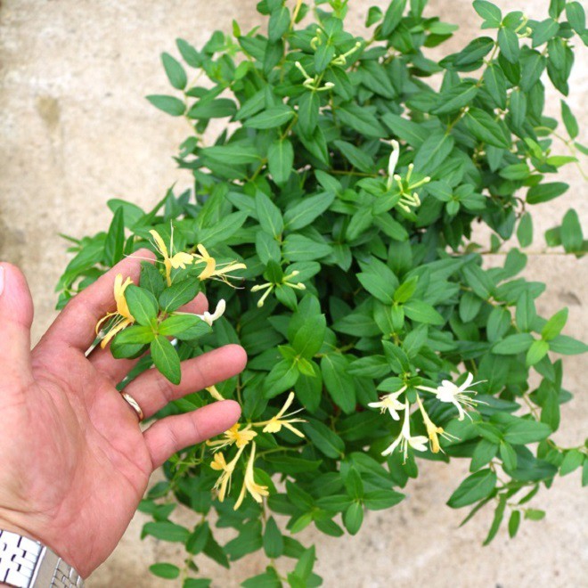 Loại cây cảnh trong nhà có hoa được ví như “vàng mười”, giá lên tới 900.000 đồng/kg - 5