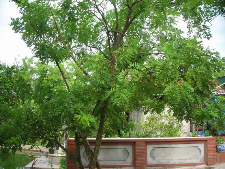 Loại cây bóng mát có hoa giá tới 180.000 đồng/kg, trồng trước nhà còn giúp rước lộc - 3