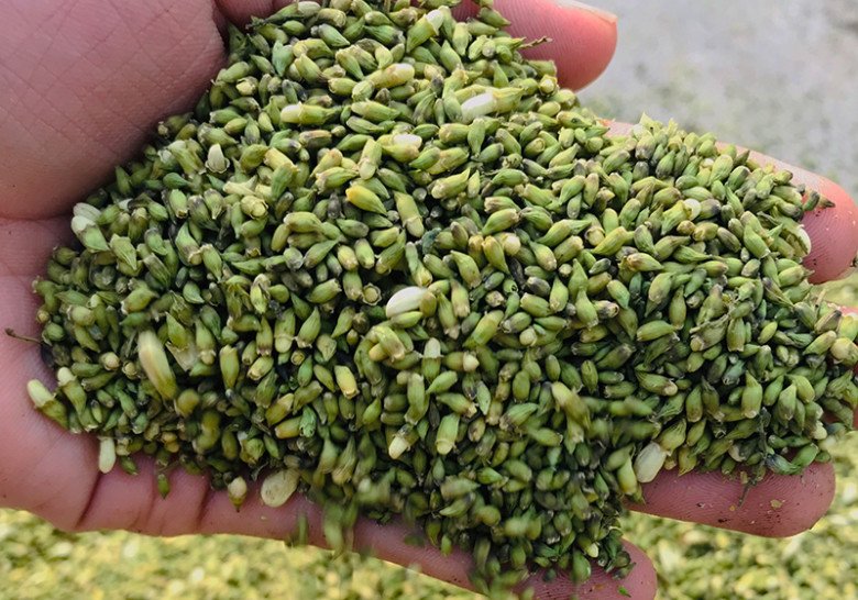 Loại cây bóng mát có hoa giá tới 180.000 đồng/kg, trồng trước nhà còn giúp rước lộc - 2