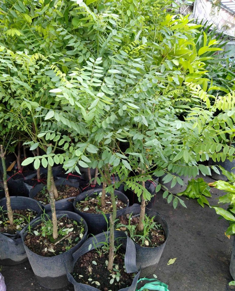 Loại cây bóng mát có hoa giá tới 180.000 đồng/kg, trồng trước nhà còn giúp rước lộc - 5