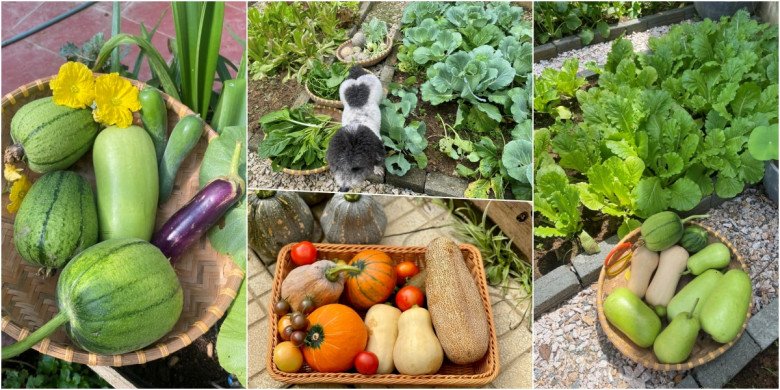 Mẹ xinh làm vườn từ mục đích cho con ăn dặm, suốt mùa mưa dài ở Quảng Nam cả nhà vẫn có rau xanh ăn - 8