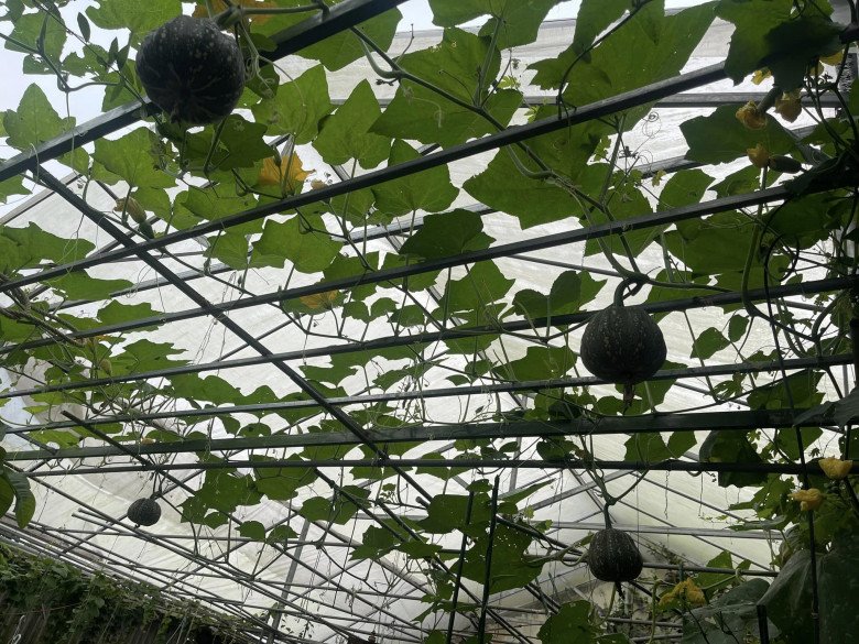 Mẹ xinh làm vườn từ mục đích cho con ăn dặm, suốt mùa mưa dài ở Quảng Nam cả nhà vẫn có rau xanh ăn - 5