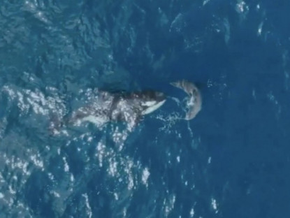 Thế giới - Video: Khoảnh khắc cá voi sát thủ đơn độc lao tới cắn chết cá mập trắng