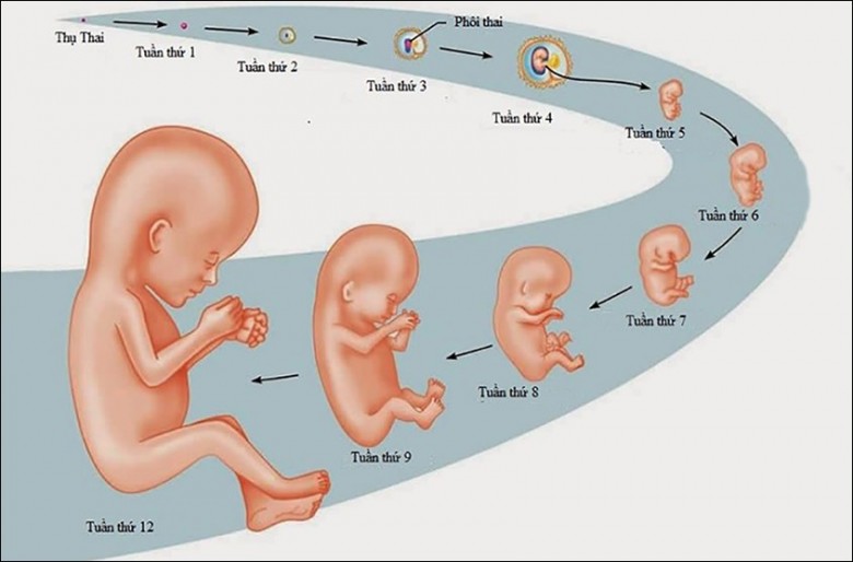 Nhịp tim thai của bé trong bụng mẹ tiết lộ điều gì? - 1