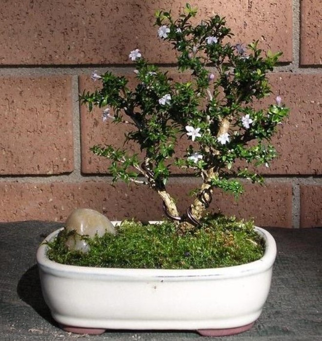 Loài hoa nghe tên đã thấy may mắn, vừa đẹp vừa dễ chăm sóc, trồng một cây hỉ sự kéo đến nhà liên tục - 4