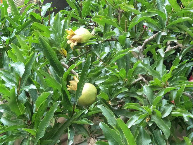 Trồng cây lựu trước nhà con cháu không giàu cũng giỏi? Người tuổi nào hợp trồng cây lựu nhất? - 5