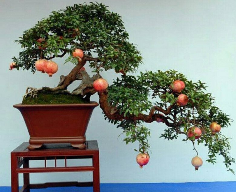 Trồng cây lựu trước nhà con cháu không giàu cũng giỏi? Người tuổi nào hợp trồng cây lựu nhất? - 7
