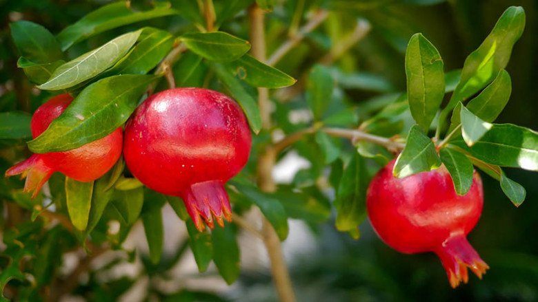 Trồng cây lựu trước nhà con cháu không giàu cũng giỏi? Người tuổi nào hợp trồng cây lựu nhất? - 6