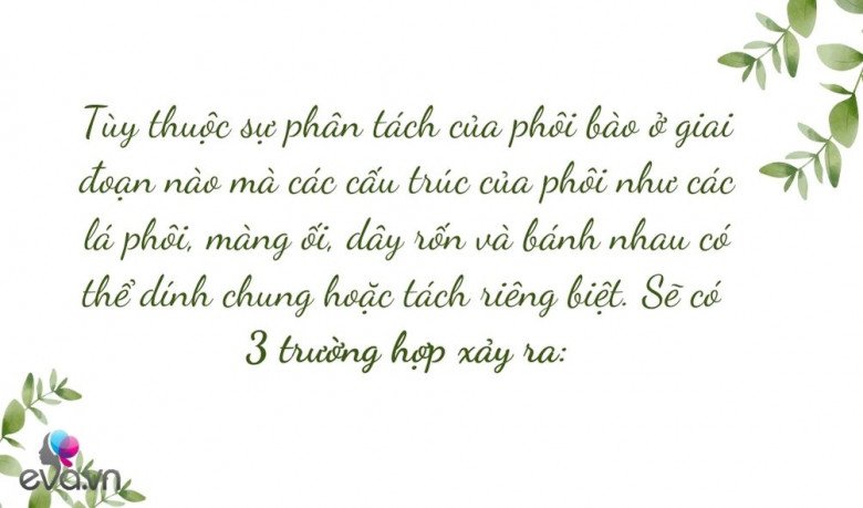 Mang thai theo phương pháp IVF nhưng sinh đôi tự nhiên: Hiếm gặp và là điều kì diệu - 6