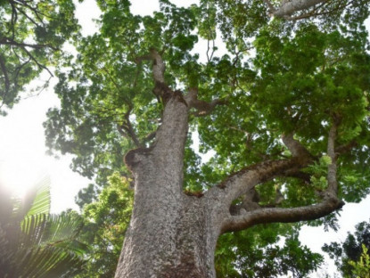 Xã hội - Những &quot;cụ&quot; cây bên trong vườn thú cổ bậc nhất thế giới ở TP.HCM