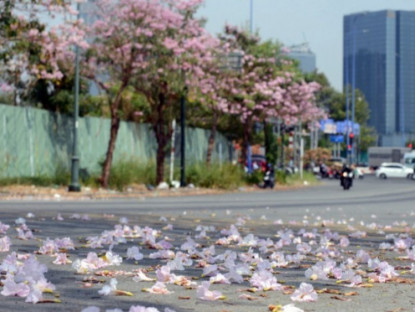 Xã hội - Mê mẩn những con đường hoa kèn hồng đẹp như tranh ở TP.HCM