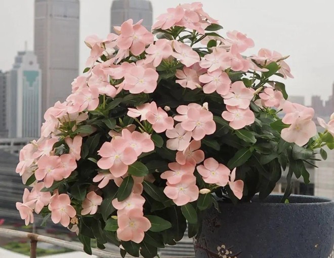 Hóa ra bột giặt là “thần dược” trồng hoa, vậy mà giờ tôi mới biết - 1