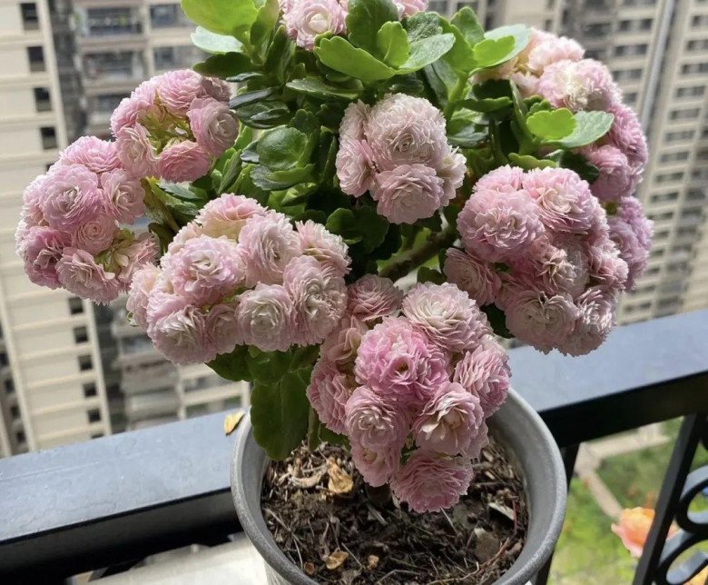 Hóa ra bột giặt là “thần dược” trồng hoa, vậy mà giờ tôi mới biết - 3