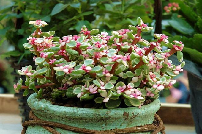 5 cây cảnh cát tường đặt phòng khách chiêu tài đón lộc, đặt phòng ngủ giúp gia đình bình an - 5