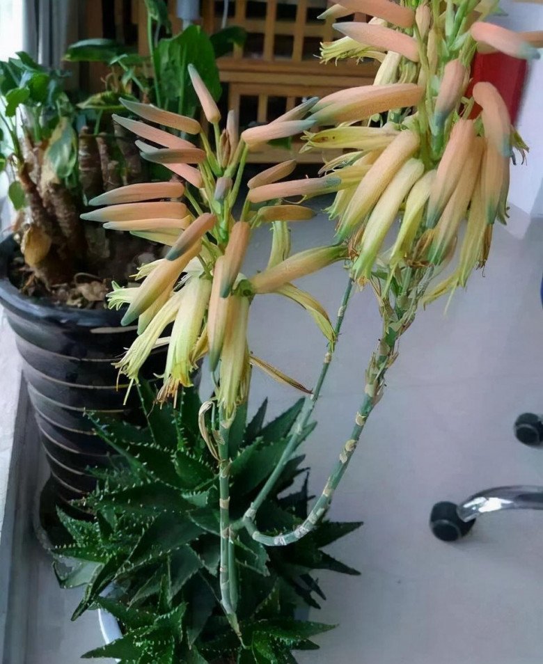 5 cây cảnh cát tường đặt phòng khách chiêu tài đón lộc, đặt phòng ngủ giúp gia đình bình an - 4