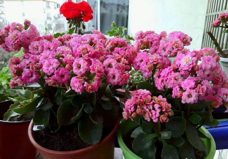 5 cây cảnh cát tường đặt phòng khách chiêu tài đón lộc, đặt phòng ngủ giúp gia đình bình an - 3