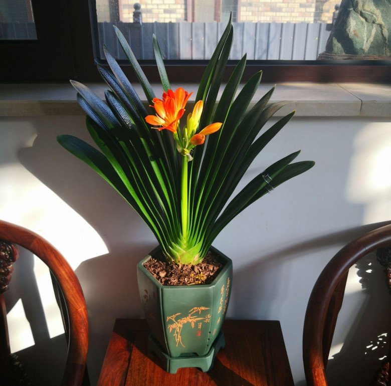 5 cây cảnh cát tường đặt phòng khách chiêu tài đón lộc, đặt phòng ngủ giúp gia đình bình an - 2