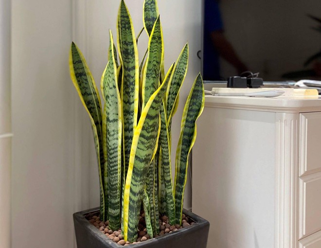 5 cây cảnh cát tường đặt phòng khách chiêu tài đón lộc, đặt phòng ngủ giúp gia đình bình an - 1