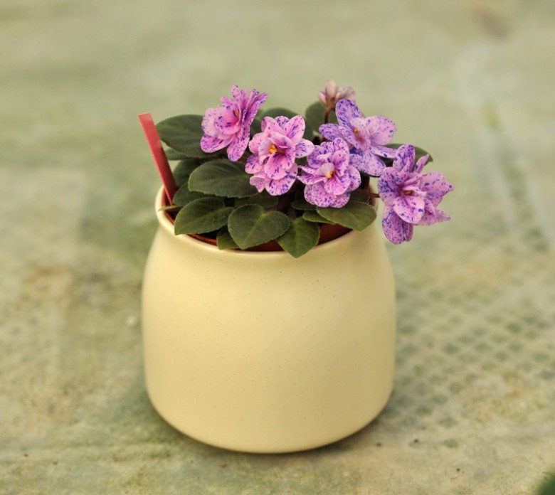 Loài hoa “hạnh phúc” này không cần chăm vẫn nở hoa quanh năm, lá chạm đất là bén rễ - 4