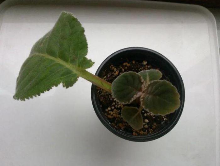 Loài hoa “hạnh phúc” này không cần chăm vẫn nở hoa quanh năm, lá chạm đất là bén rễ - 3