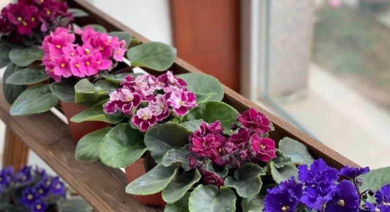 Loài hoa “hạnh phúc” này không cần chăm vẫn nở hoa quanh năm, lá chạm đất là bén rễ - 2