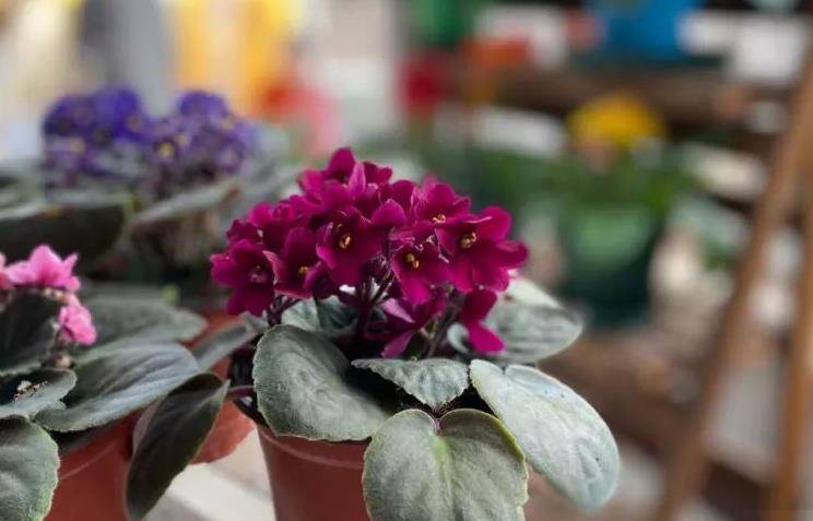 Loài hoa “hạnh phúc” này không cần chăm vẫn nở hoa quanh năm, lá chạm đất là bén rễ - 5