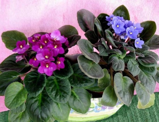 Loài hoa “hạnh phúc” này không cần chăm vẫn nở hoa quanh năm, lá chạm đất là bén rễ - 1